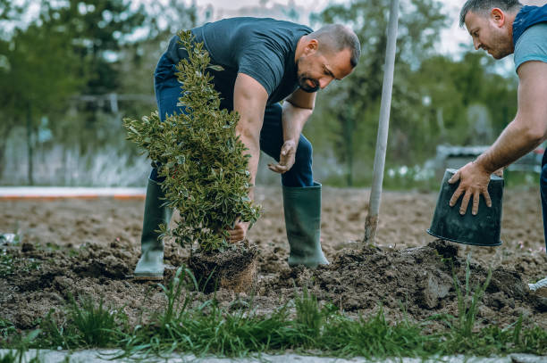 Best Tree Trimming and Pruning  in Mount Pocono, PA